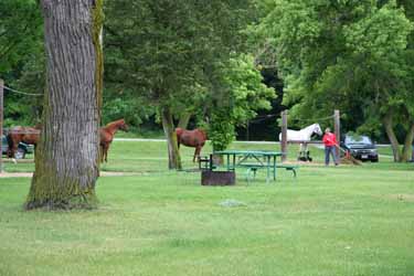 horses