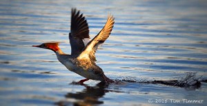 female_merganser